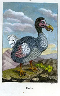 Warner Prints: Dodo