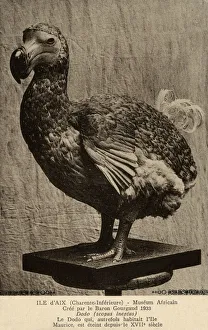 Images Dated 4th April 2019: Dodo at The African Museum of the Island of Aix