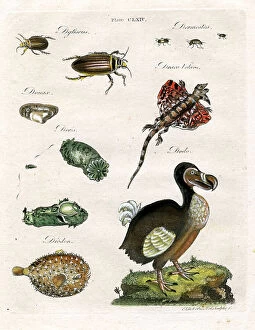 Fauna Collection: Dodo, Beetles and Lizards