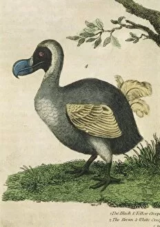 Extinct Gallery: Dodo (Buffon)