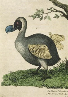 Profile Gallery: Dodo (Buffon)