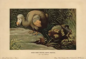 Dinosaur Prints: Dodo, Didus ineptus or Raphus cucullatus