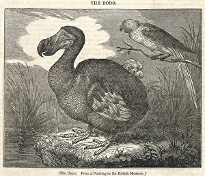 New Images July 2023 Prints: Dodo