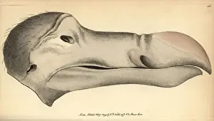 Dodo head, Raphus cucullatus, Didus ineptus