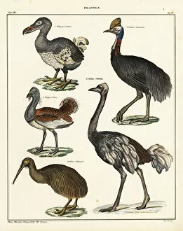 Dodo Gallery: Dodo, kiwi, cassowary, ostrich and bustard
