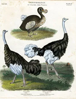 Fauna Collection: Dodo and Osterichs