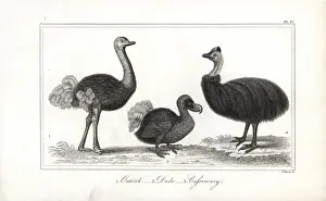 Vulnerable Prints: Dodo, ostrich and cassowary