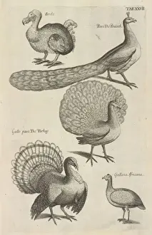 Dodo Prints: Dodo, peacocks and turkeys