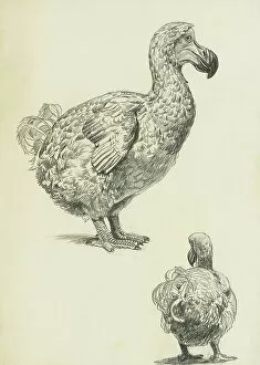 Mauritius Collection: Dodo - profile and rear studies