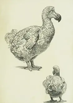 Sheppard Prints: Dodo - profile and rear studies