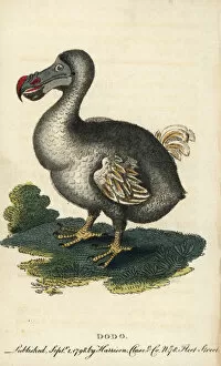 Dodo Gallery: Dodo, Raphus cucullatus