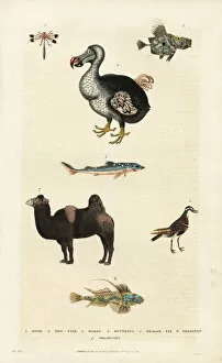 Dogfish Collection: Dodo, Raphus cucullatus, with camel, dragonfly and dogfish