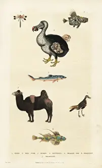 Dodo, Raphus cucullatus, with camel, dragonfly and dogfish
