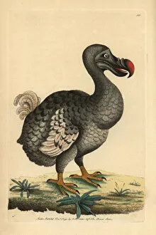 Frederick Collection: Dodo, Raphus cucullatus, Didus ineptus, extinct