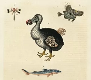 Dodo Gallery: Dodo, Raphus cucullatus, extinct
