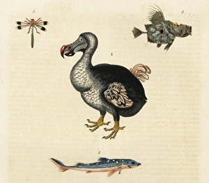 Dragonfly Collection: Dodo, Raphus cucullatus, extinct
