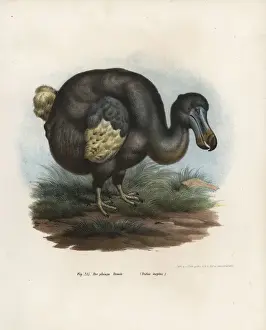 Dodo Prints: Dodo, Raphus cucullatus, extinct bird