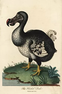 Dodo Gallery: Dodo, Raphus cucullatus, extinct flightless bird