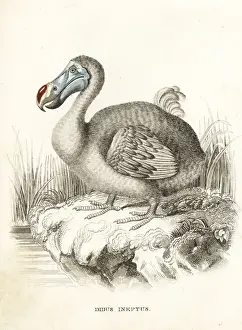 Dodo, Raphus cucullatus, extinct flightless bird