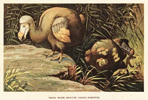 17th Century Prints: Dodo, Raphus cucullatus, extinct flightless bird