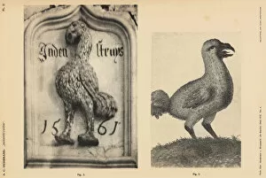 Anthonie Gallery: Dodo of the Scotch House, Veere, 1561