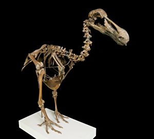 Images Dated 25th July 2012: Dodo skeleton, Raphus cucullatus