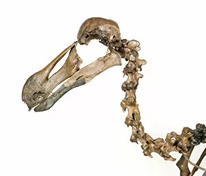 Images Dated 25th July 2012: Dodo skeleton, Raphus cucullatus