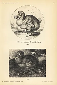 Anthonie Gallery: Dodos by Adriaen van de Venne and Gillis de Hondecoeter