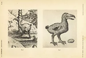 Neck Gallery: Dodos of Jacob Cornelisz van Neck and Carolus Clusius