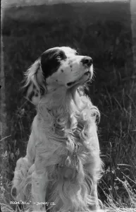 Thoughtful Prints: Bill the Dog