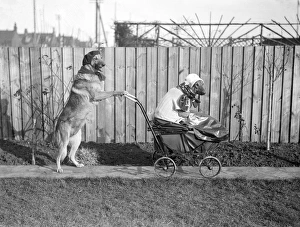 Alsatians Gallery: Dog Baby and Nurse