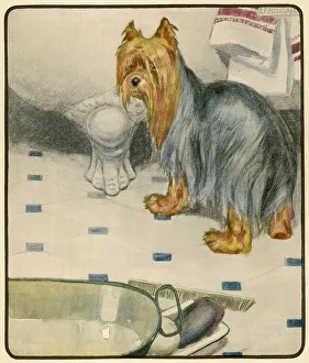 Mistress Collection: A Dog and her Bath