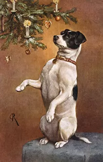 Dog Begs at Xmas Tree