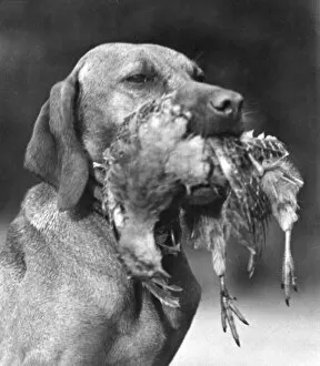 Images Dated 13th September 2011: Dog with a Bird