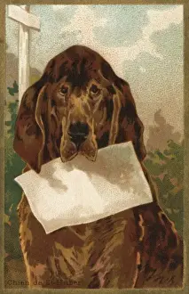 Blank Prints: Dog and Blank - 3