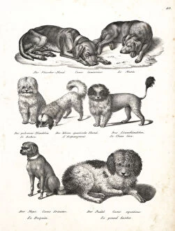Schinz Collection: Dog breeds including poodle, chow, pug, etc