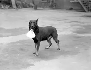 Clever Prints: Dog Carrying a Bag