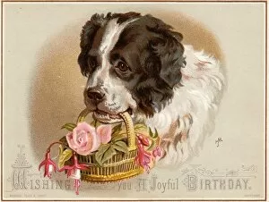 Fuchsia Collection: Dog carrying basket of flowers on a birthday card