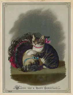 Dog and Cat