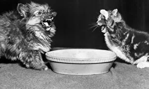 Images Dated 12th January 2017: Dog and cat with a bowl