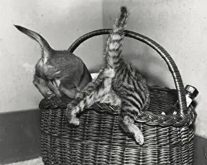 Explore Prints: Dog and cat explore a shopping basket