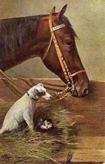 Images Dated 28th July 2011: Dog, cat and Horse