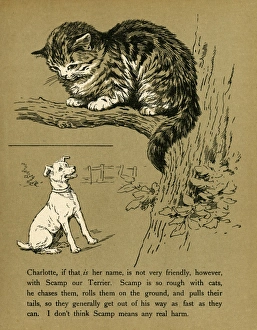 Images Dated 25th July 2011: Dog Chases Cat up Tree