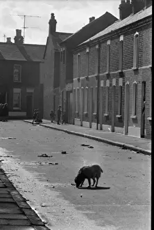 Dog and children in a street, Belfast, Northern Ireland