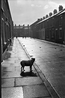 Sheen Prints: Dog and children in a street, Belfast, Northern Ireland