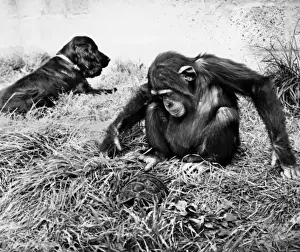 Monkeys Prints: Dog and chimpanzee