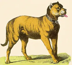 Critter Prints: Dog in Collar Date: 1880