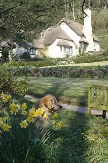 Selworthy Collection: Dog and cottage at Selworthy Green, Somerset