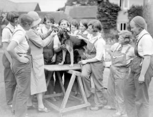 Check Collection: Dog Dentist 1930S