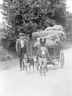 Team Work Gallery: Dog and Donkey Team